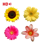 Coloring Flower Pages Apk