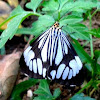 Marbled white moth