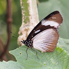 Mocker Swallowtail (female)