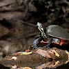 Red Bellied Turtle