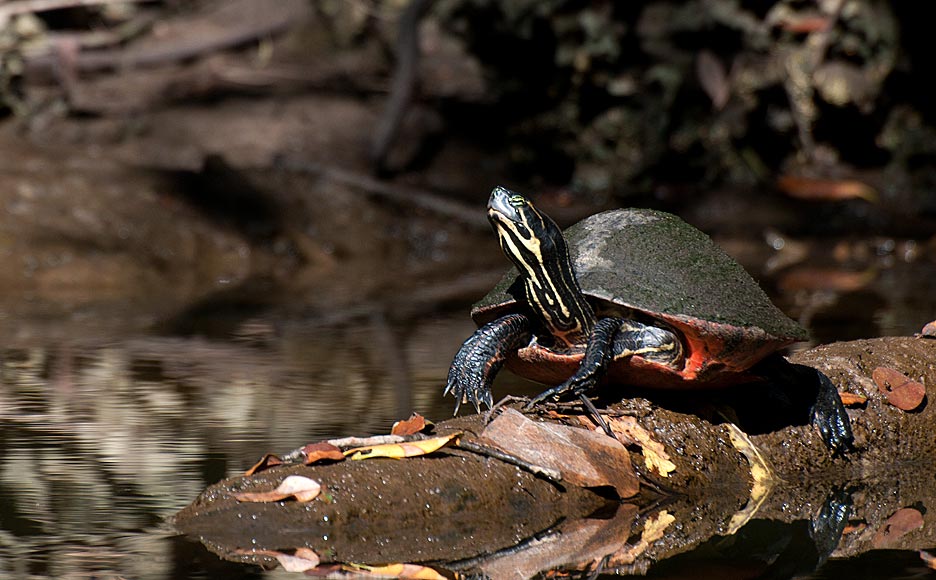 Red Bellied Turtle