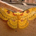 Golden Emperor moth