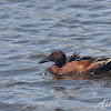 Cinnamon Teal