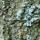 Lichen