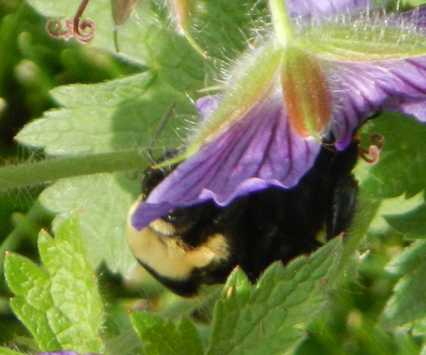 American Bumble Bee