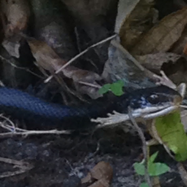Black Snake Black Racer With Green Tree Frog Project Noah