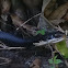 Black snake, black racer, with green tree frog