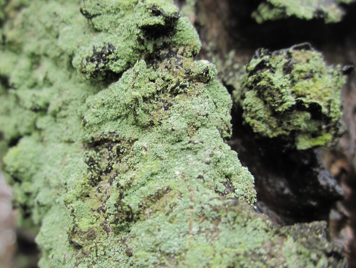 dust lichen