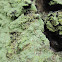 dust lichen