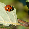 seven-spotted ladybug