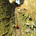Harlequin ladybird 