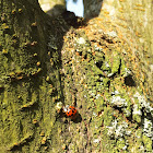 Harlequin ladybird 