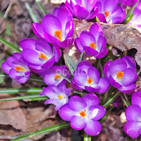 by Todd Bellamy - Flowers Flowers in the Wild