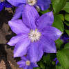 Clematis purple cultivar