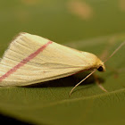 Vestal Moth