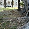 Moreton Bay Fig