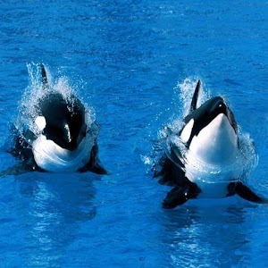 Guess Killer Whale Pictures HD.apk 2.2