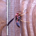 Carolina Red Wasp