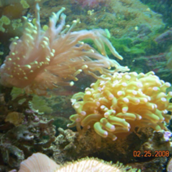 Torch Coral(left) Frogspawn(right) Project Noah