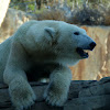 Polar bear