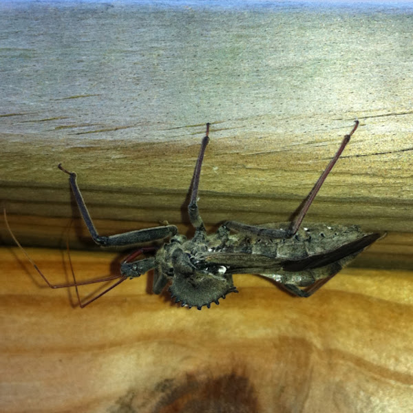 Wheel bug Project Noah
