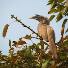 The Indian Grey Hornbill
