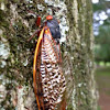 Periodical cicadas