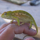 Carpet Chameleon