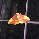 Imperial moth