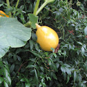 Wild Squash