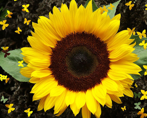 Sunflower Wallpaper