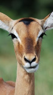 How to install Wildlife Basic Information 1.0 unlimited apk for android