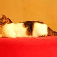 IVORY TOWER CAFE 象牙塔咖啡