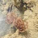Feather duster worms