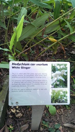 Hedychium Coronarium Sign