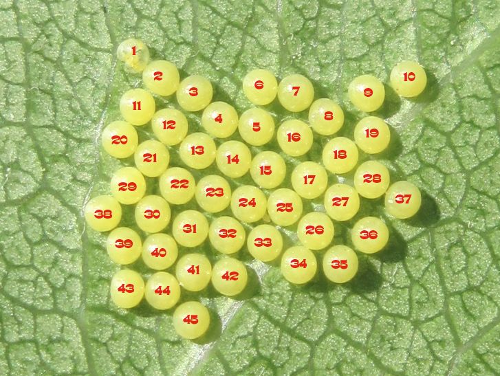 Insect Eggs