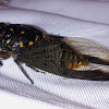 Unidentified Cicada