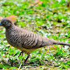 Zebra Dove or Barred Ground Dove