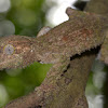 Leaf-tailed gecko