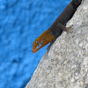 Yellow-headed gecko