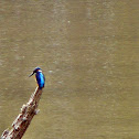 small blue kingfisher