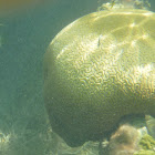 Smooth brain coral
