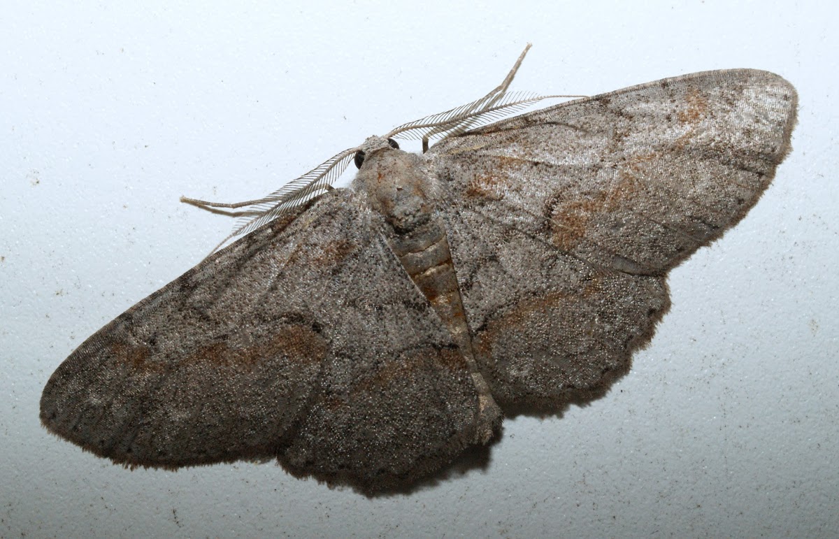 Large Purplish Gray Moth