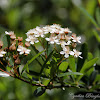 Toyon Blossoms