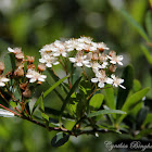 Toyon Blossoms