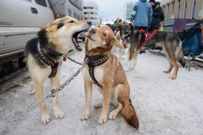 Iditarod Anchorage, Alaska