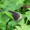 Jacintha Eggfly (female)