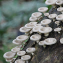 Funnel Mushroom