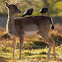 Fallow deer