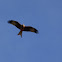 Red tail kite